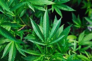 States Should be Wary of ITEP Marijuana Tax Policy