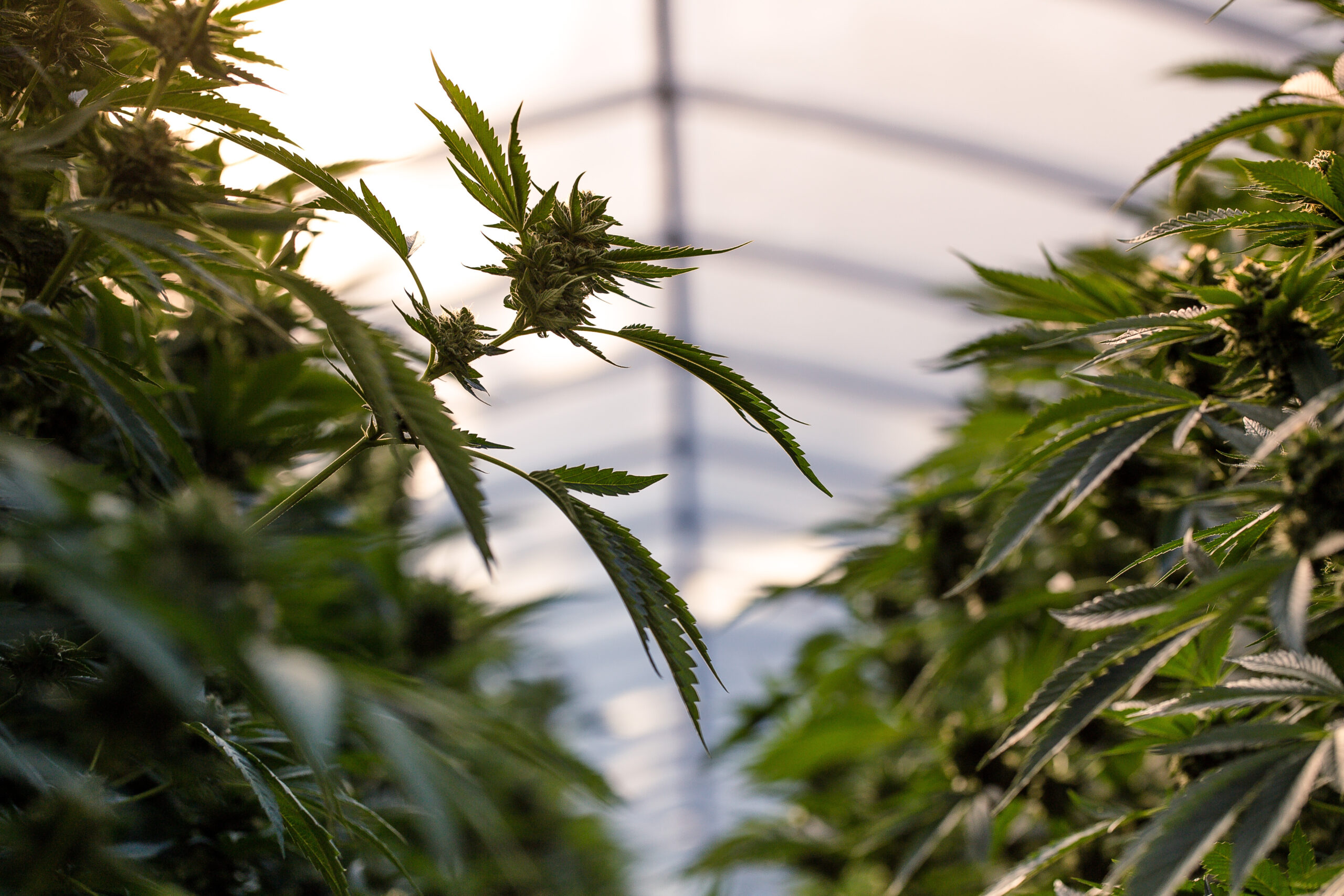 Rescheduling Marijuana: Tax Consequences | Tax Foundation